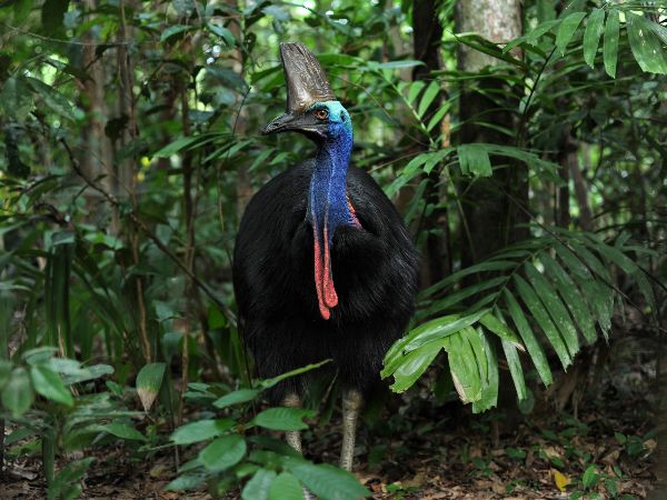 IMAGE_OF_CASSOWARY.jpeg